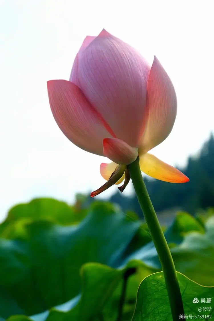 【愿做菩萨那朵莲】